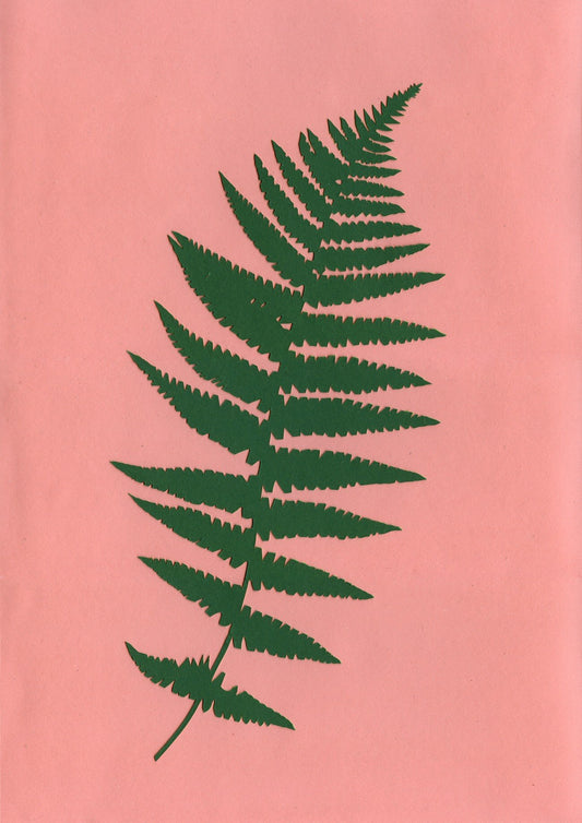 Fern