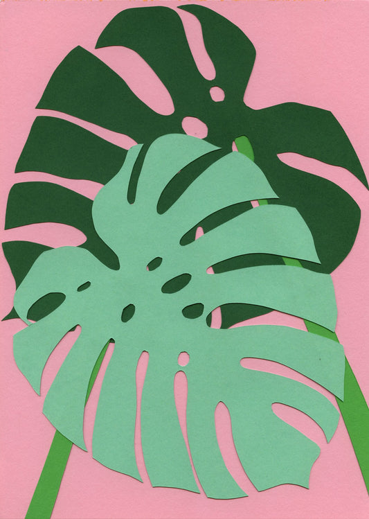 Monstera Deliciosa